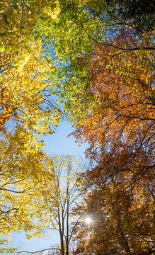 uitzicht van beneden naar boven op zonnige kleurrijke herfstboomkronen van be van SusaZoom