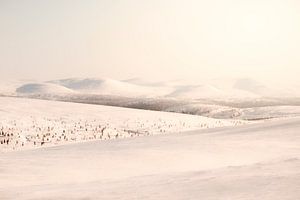 Urho-Kekkonen-Nationalpark in Finnisch-Lappland