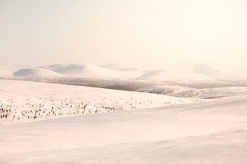 Urho-Kekkonen-Nationalpark in Finnisch-Lappland von Melissa Peltenburg