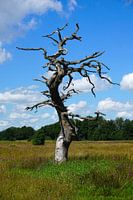 Dead tree