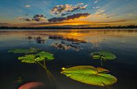 Waterplanten