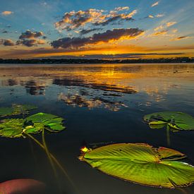 Plantes aquatiques sur Sjoerd Van der Pluijm