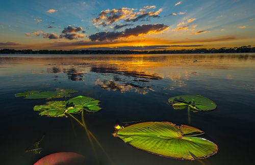Waterplanten van Sjoerd Van der Pluijm