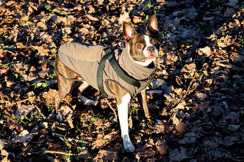 Winterspaziergang: Boston Terrier Porträt