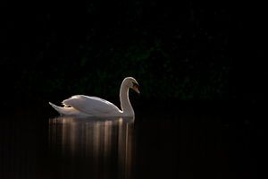 Schwan in einem dunklen Rahmen