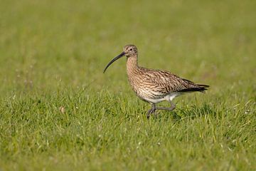 Eurasian Curlew ( Numenius arquata ) in spring, rare wader, on an extensive meadow, searching for fo van wunderbare Erde