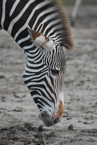 Zebra