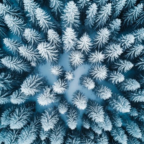 Met sneeuw bedekte bossen