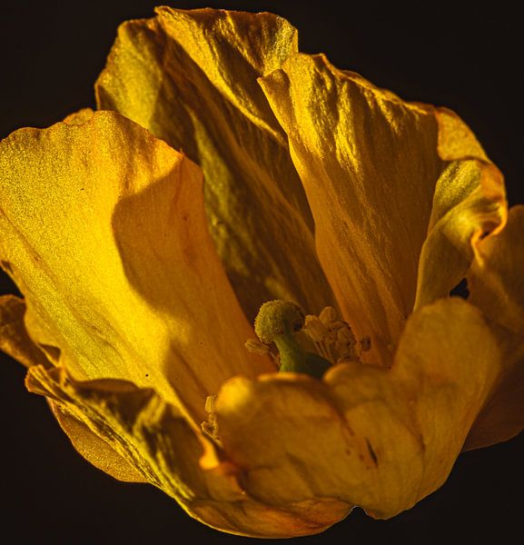 Coquelicot jaune par Ruud Overes