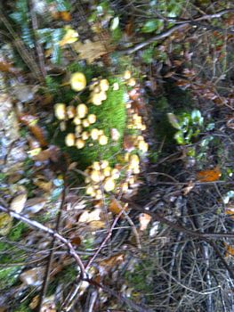 Minipaddestoelen in bod Oudemirdum