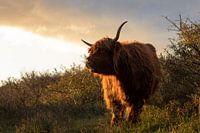 Scottish Highlander in the golden light