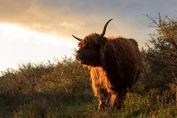 Schotse hooglander in het gouden licht van Bas Ronteltap
