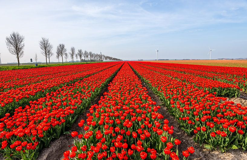 Tulpen in Flevoland by René Holtslag