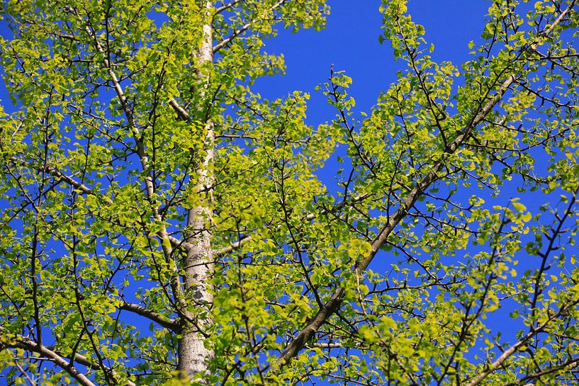 Ginkgo by Thomas Jäger