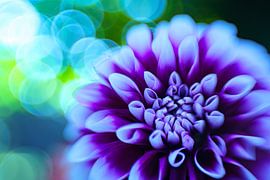 Kleurrijke dalhia's van Jan Linskens