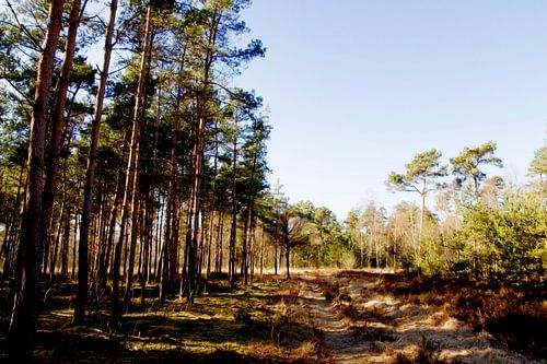Schilderachtige blik op de Strijbeekse Heide
