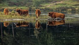 weerpiegeling buffels by marco voorwinden