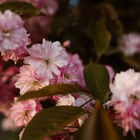 Frühlingsblüte - rosa und grüne Farben von Christien Hoekstra