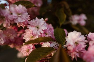 voorjaarsbloesem - roze en groene kleuren