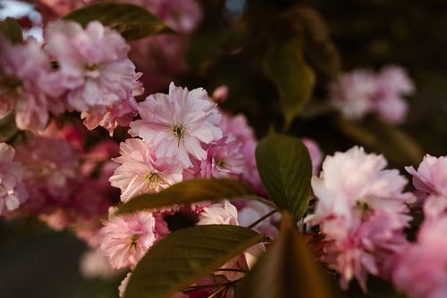 Fleur de printemps - couleurs rose et vert sur Christien Hoekstra