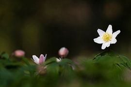 Anémone de bois dans une forêt sombre sur Richard Guijt Photography