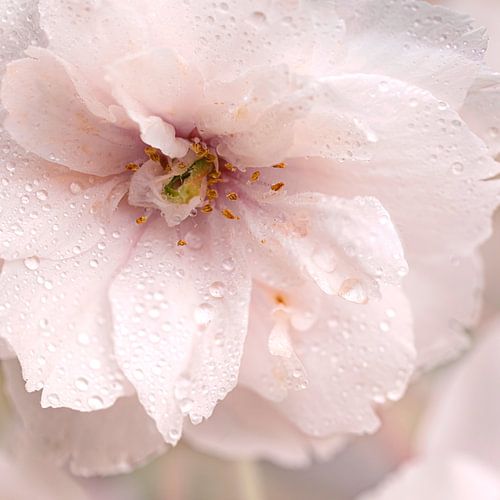 Zarte, wunderschöne Blüte. von Alie Ekkelenkamp
