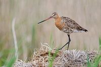 Black-tailed Godwit