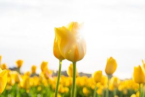 Tulipes avec le soleil
