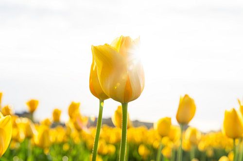 Tulipes avec le soleil sur Yanuschka Fotografie | Noordwijk