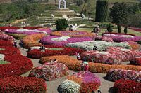 bloemen en planten show tuin