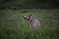 Wolf in Denali National Park von Paul Riedstra Miniaturansicht