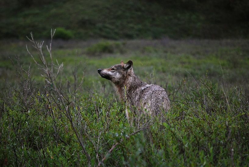Wolf in Denali National Park van Paul Riedstra