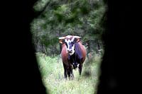 Argentijnse stier