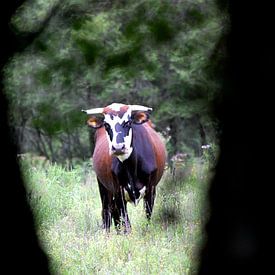 Argentijnse stier by Suzanne Roes