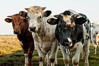 Drie koeien van Wim de Lange thumbnail