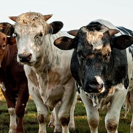 Drie koeien von Wim de Lange