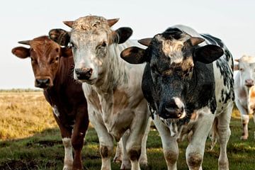 Drie koeien van Wim de Lange