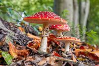 Mushroom trio
