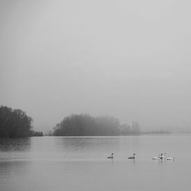 Cygnes dans la brume de l'IJssel sur Framed by Elisabeth