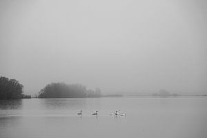 Cygnes dans la brume de l'IJssel