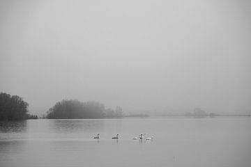 Swans in misty IJssel river by Elisabeth