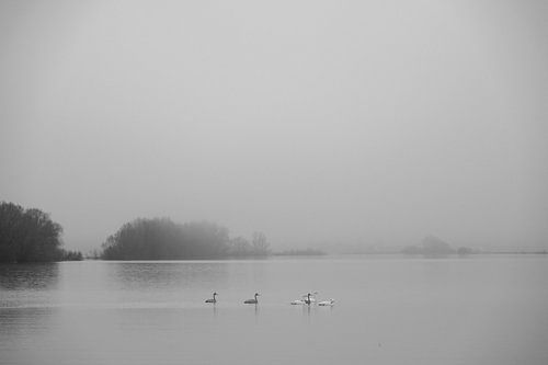 Swans in misty IJssel river