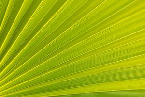 Image rapprochée de la feuille d'un palmier sur Marika Huisman fotografie
