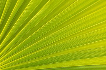 Close image of the leaf of a palm tree by Marika Huisman fotografie