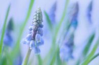 blauwe druifjes/ grape hyacinths by Petra van der Spek thumbnail