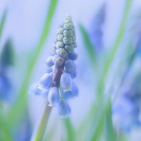 blauwe druifjes/ grape hyacinths van Petra van der Spek