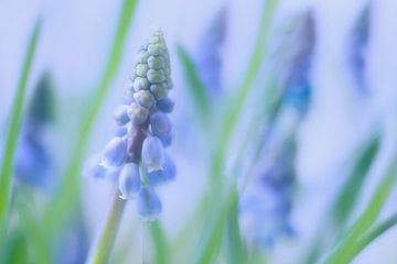 blauwe druifjes/ grape hyacinths