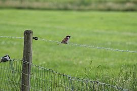 Der kleine Vogel! von Photography_by_neris