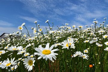 Een veld met madeliefjes in bloei by Claude Laprise