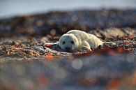 Gray Seal (Halichoerus grypus) Pup,in the natural habitat, Helgoland Germany von Frank Fichtmüller Miniaturansicht